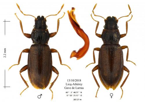 Réf. 217 699 : Hydraena emarginata